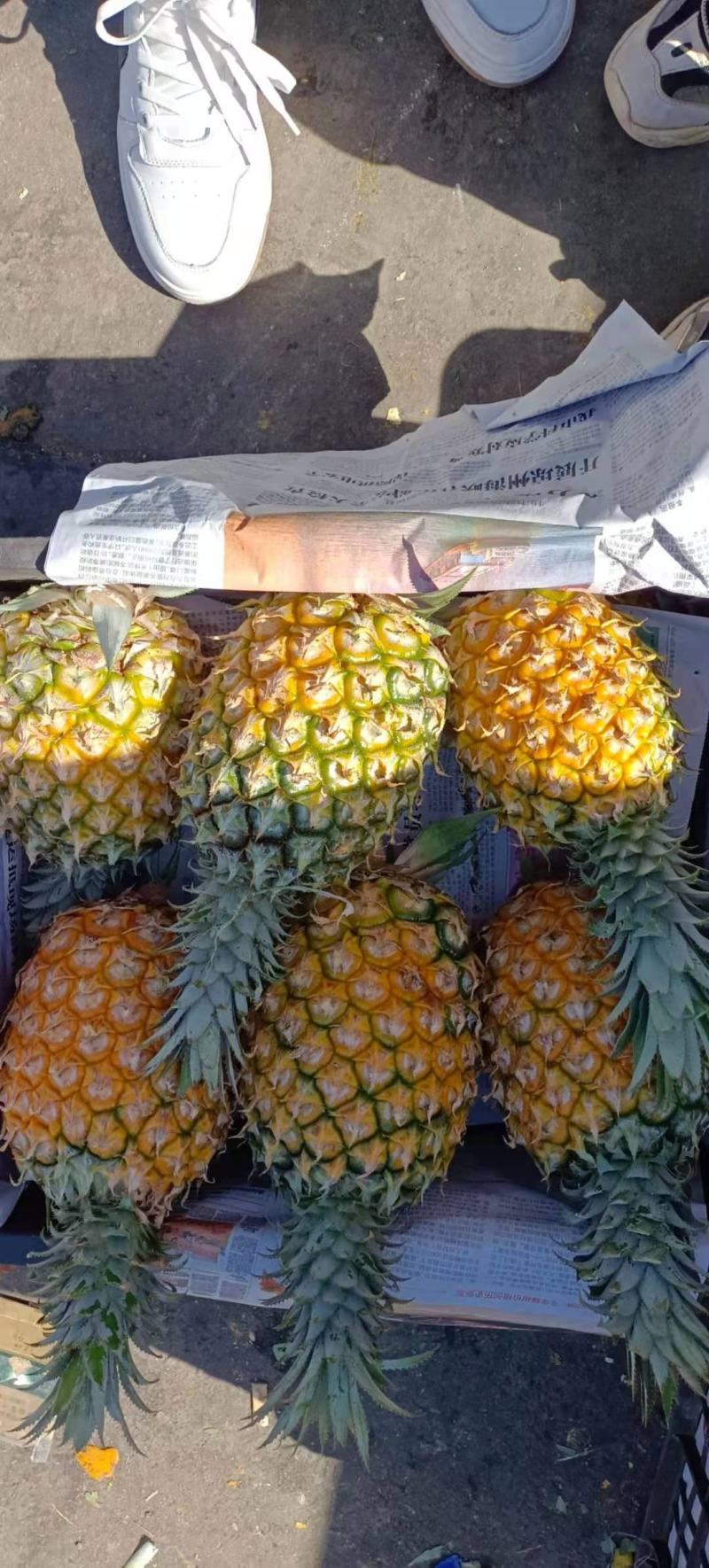海南菠萝口感甜无黑心黑刺质量保证