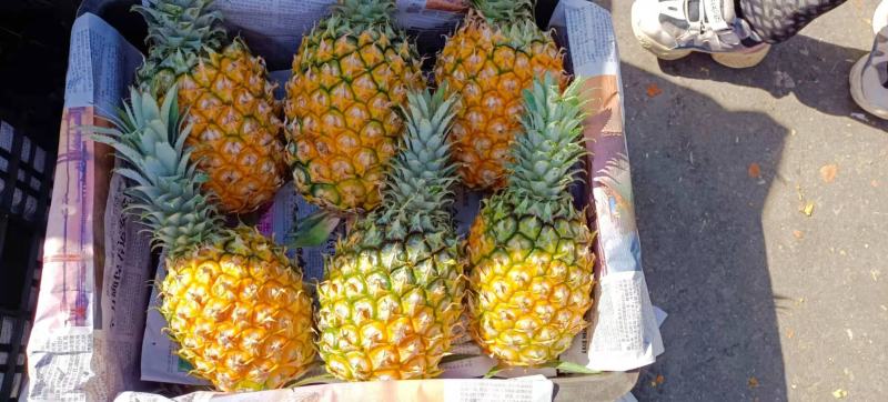 海南菠萝口感甜无黑心黑刺质量保证