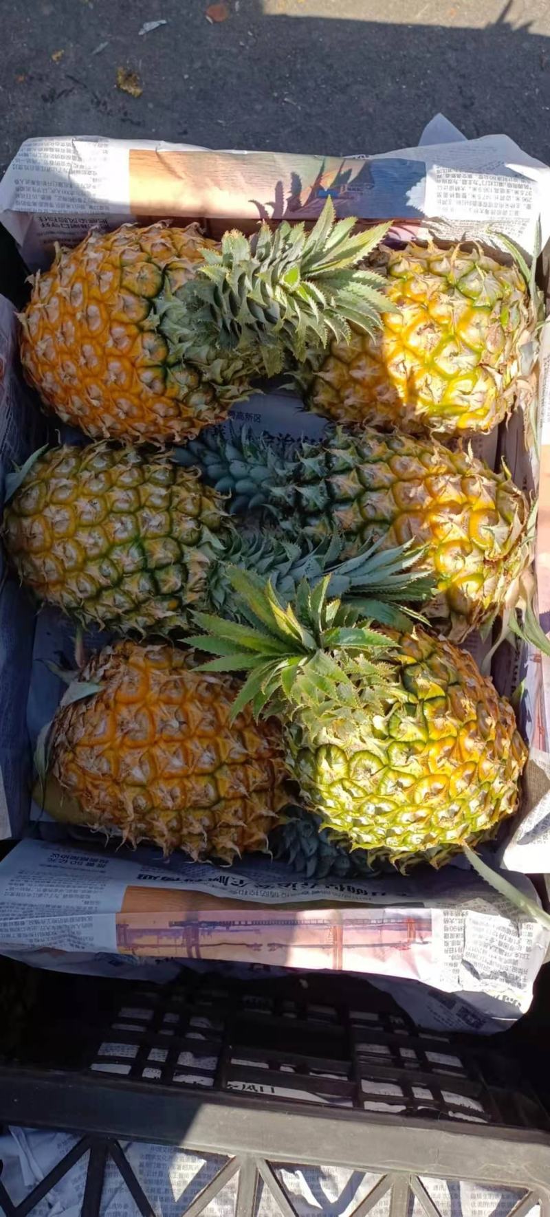 海南菠萝口感甜无黑心黑刺质量保证
