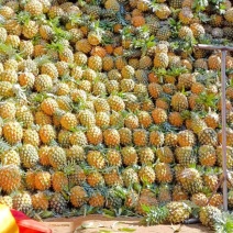 海南菠萝口感甜无黑心黑刺质量保证