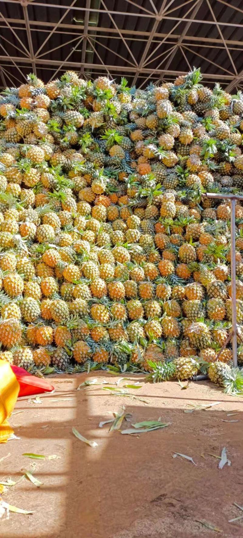 海南菠萝口感甜无黑心黑刺质量保证
