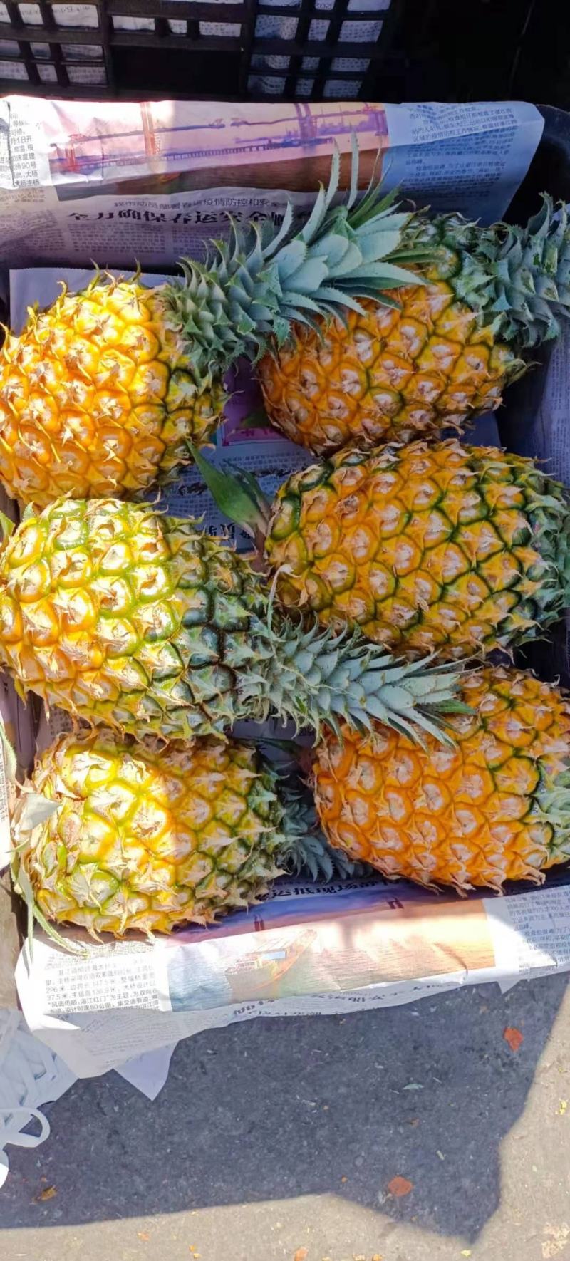 海南菠萝口感甜无黑心黑刺质量保证
