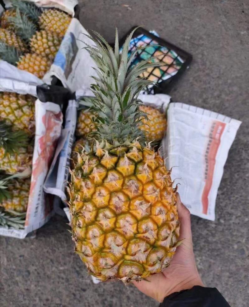海南菠萝口感甜无黑心黑刺质量保证