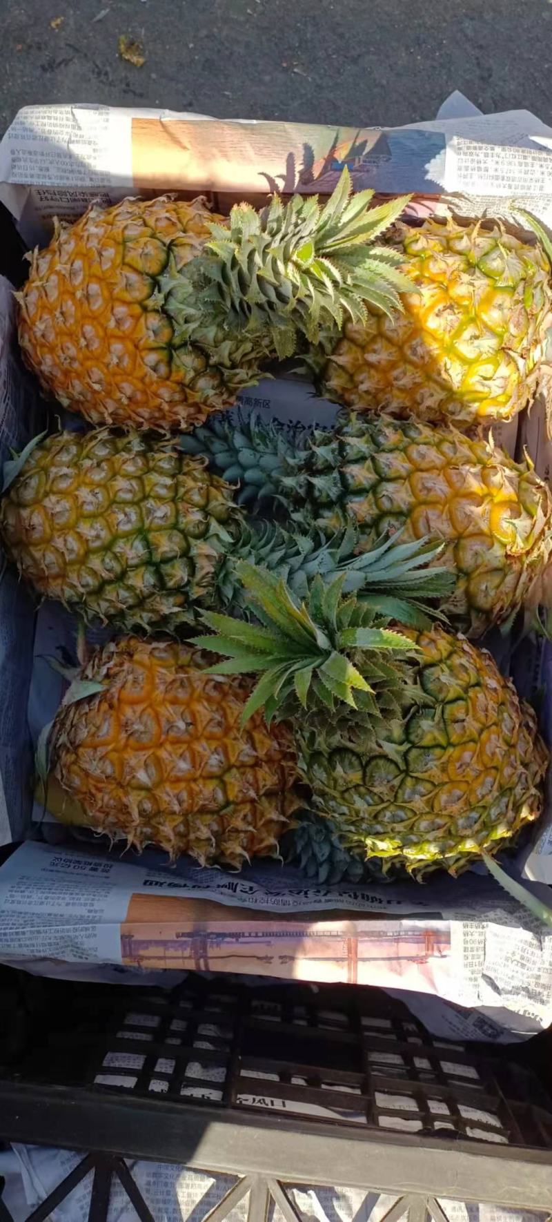 海南菠萝口感甜无黑心黑刺质量保证