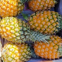 海南菠萝口感甜无黑心黑刺质量保证