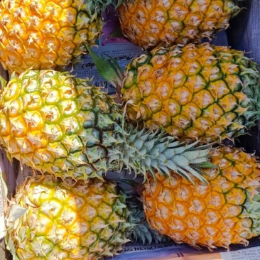 海南菠萝口感甜无黑心黑刺质量保证