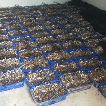黑皮鸡纵菌已上市欢迎定购