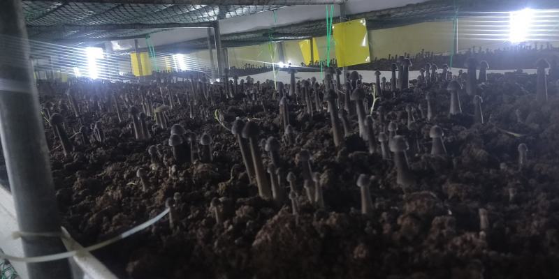 黑皮鸡纵菌已上市欢迎定购