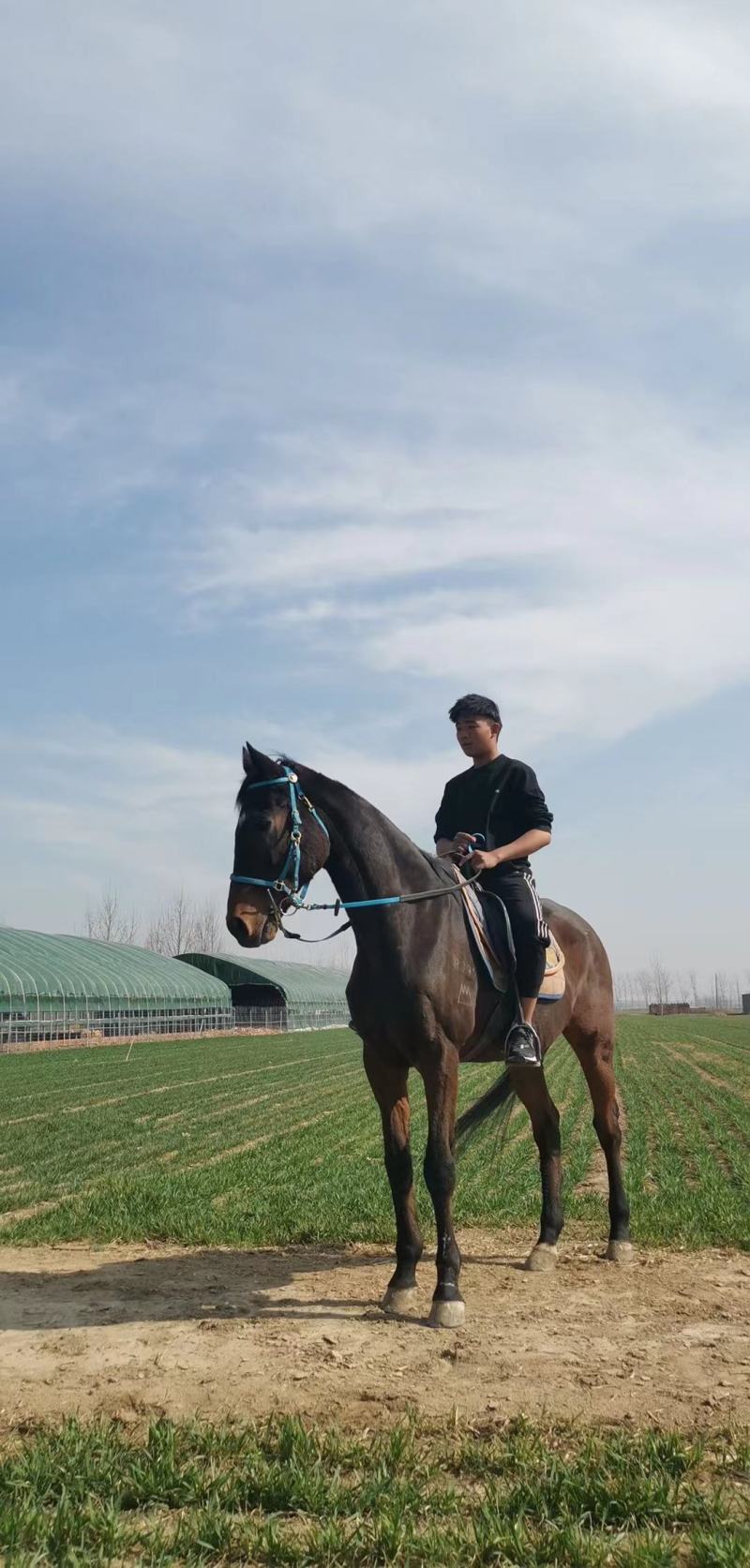 进口大纯血，肩高168，步伐优美，教学野骑景区都可以