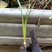 菖蒲苗水菖蒲根芽，微山湖水生植物基地