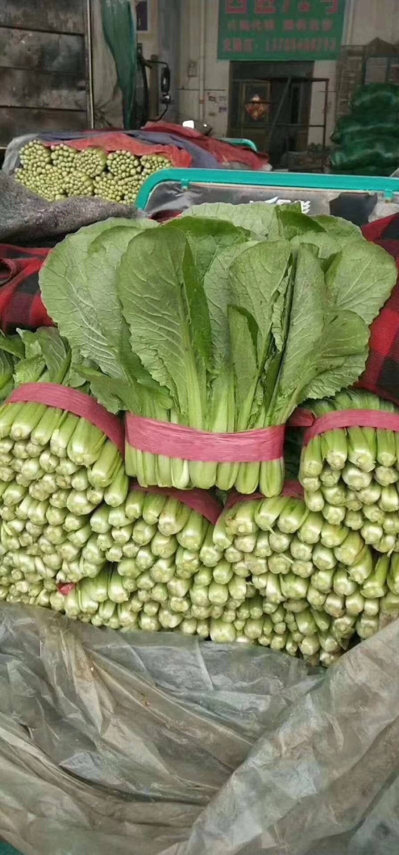 小白菜25~30cm各种级别都有大量现货
