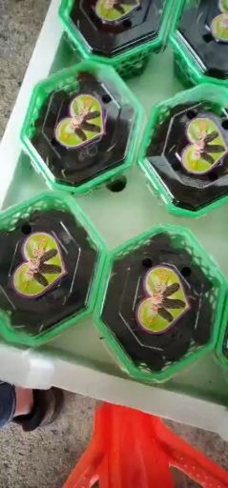 桑葚。精品桑葚水果。可以走市场。可以进酒厂3月15号上市
