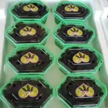 桑葚。精品桑葚水果。可以走市场。可以进酒厂3月15号上市