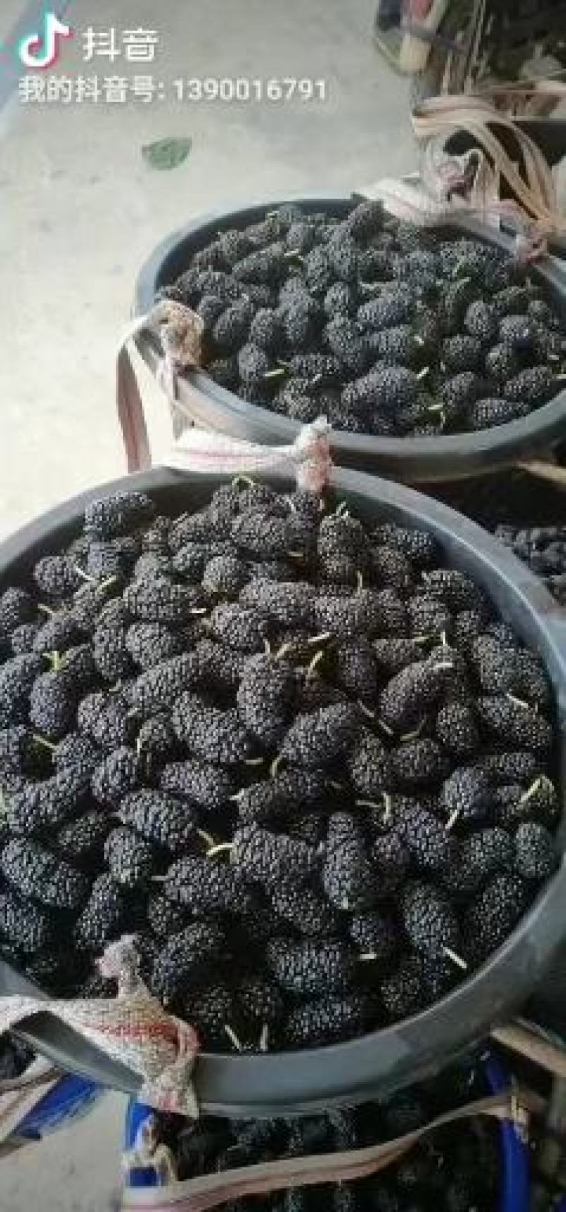桑葚。精品桑葚水果。可以走市场。可以进酒厂3月15号上市