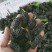 桑葚。精品桑葚水果。可以走市场。可以进酒厂3月15号上市