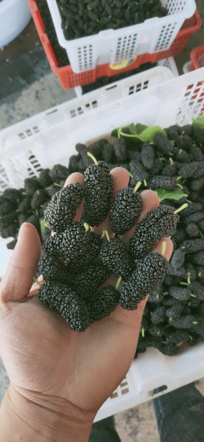 桑葚。精品桑葚水果。可以走市场。可以进酒厂3月15号上市