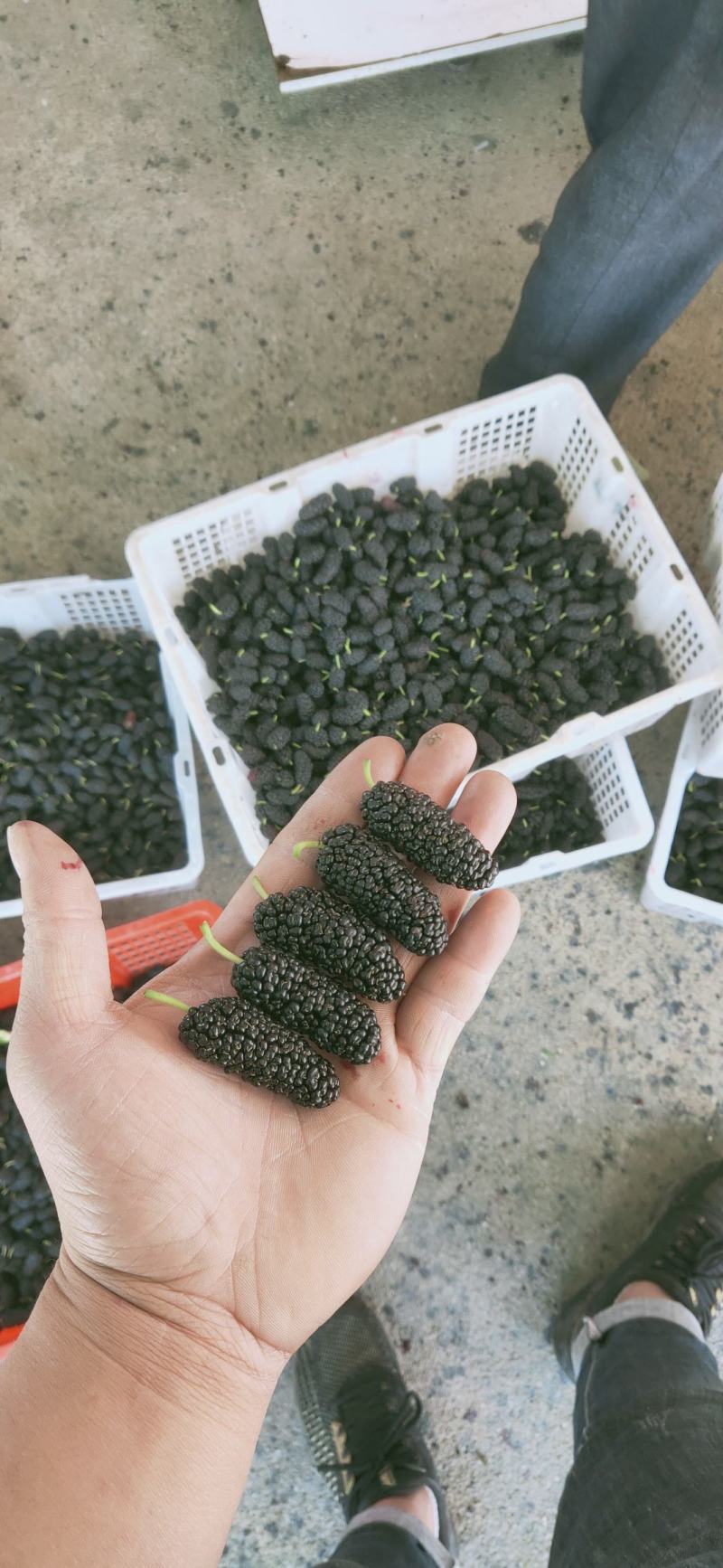 桑葚。精品桑葚水果。可以走市场。可以进酒厂3月15号上市