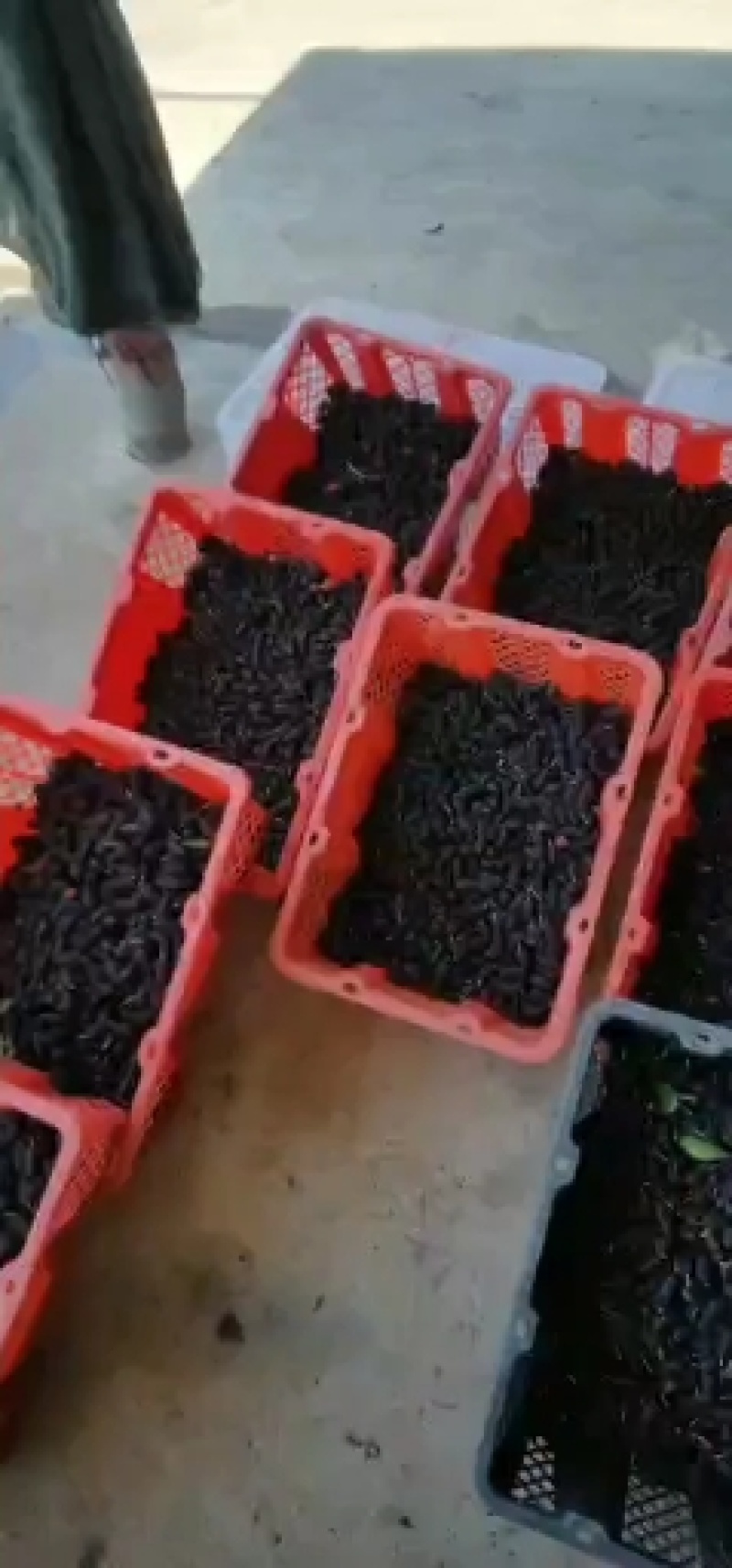 桑葚。精品桑葚水果。可以走市场。可以进酒厂3月15号上市