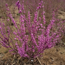 河北从生紫荆，河北独杆紫荊供应，河北从坐紫荊基地