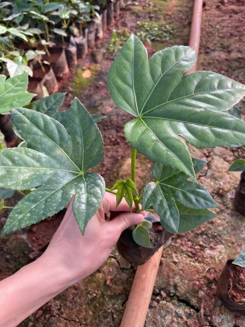 八角金盘/观叶植物/绿化苗木