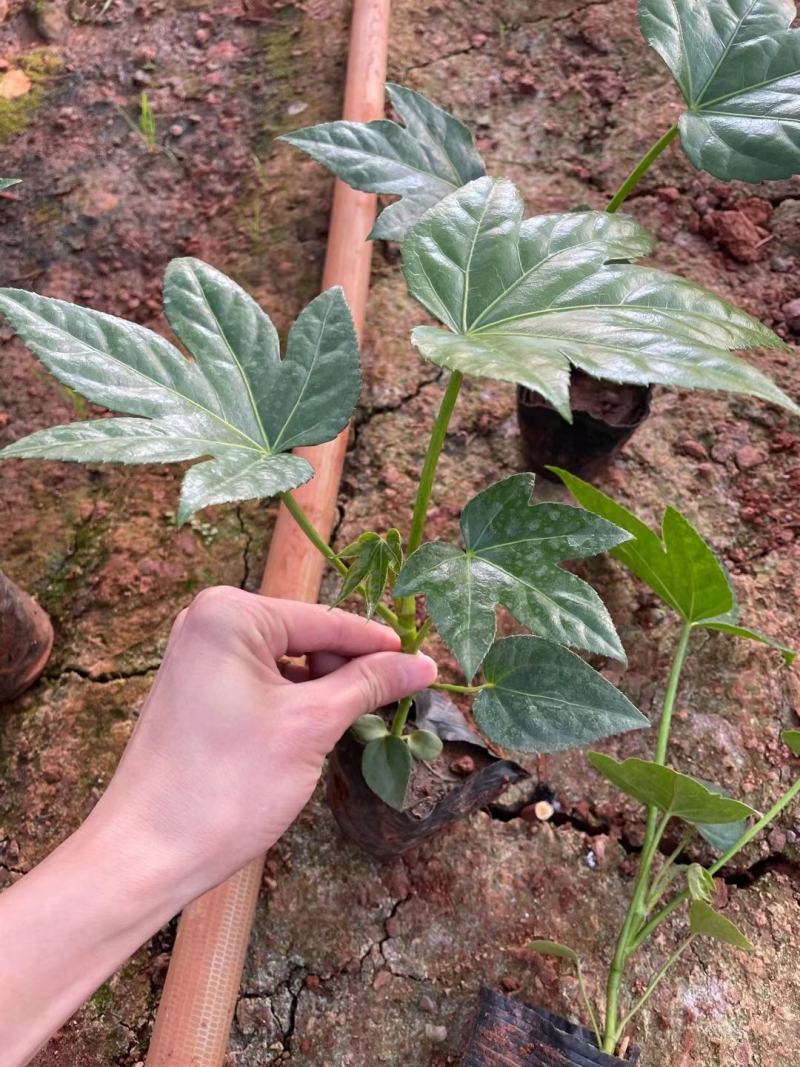 八角金盘/观叶植物/绿化苗木