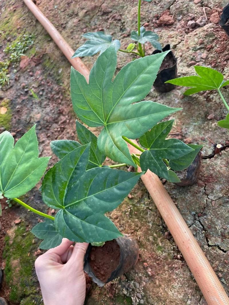 八角金盘/观叶植物/绿化苗木