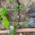 八角金盘/观叶植物/绿化苗木