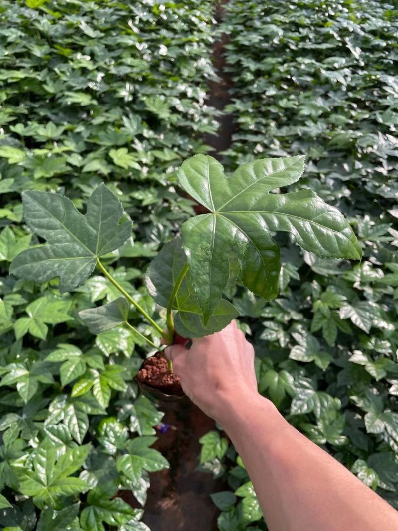 八角金盘/观叶植物/绿化苗木