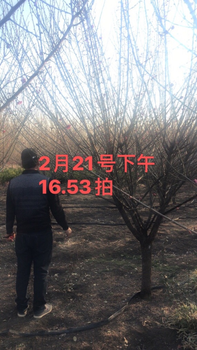 正宗红梅树苗免费包邮全部现挖现卖保湿发货提供发票
