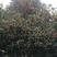 金桂树2~3米10~12cm2.5~3米