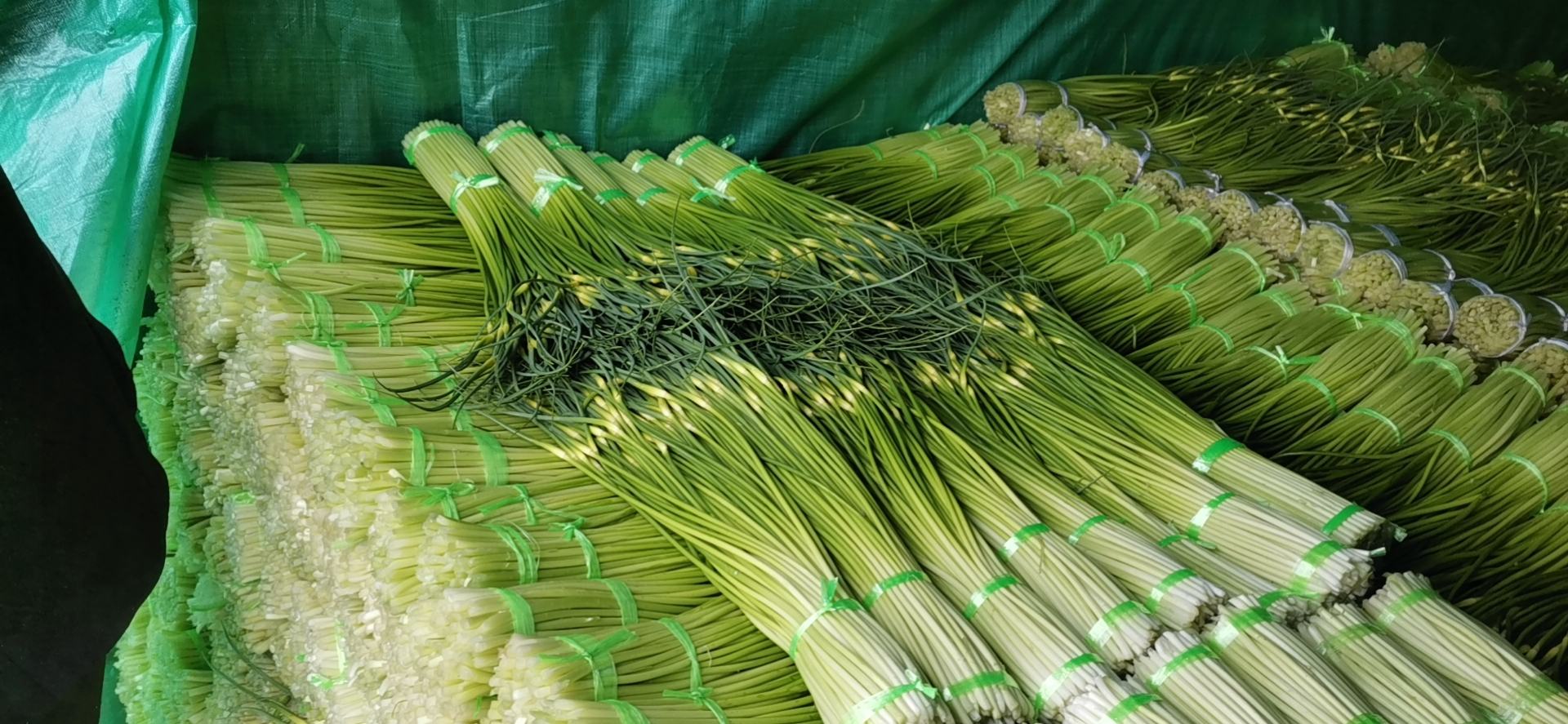 蒜薹手写汉字分解图