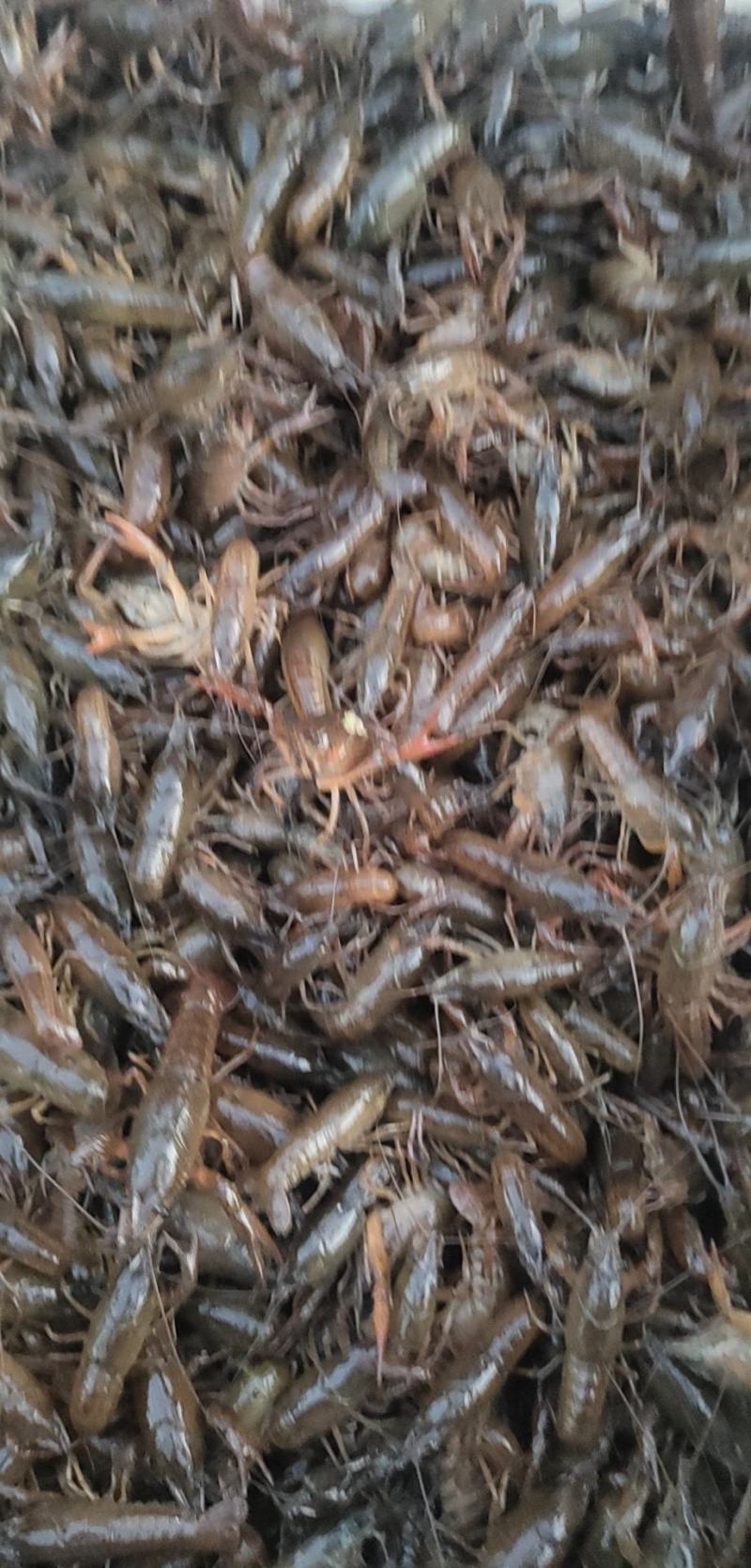 湖北龙虾苗，体质好，规格一质。包送塘口