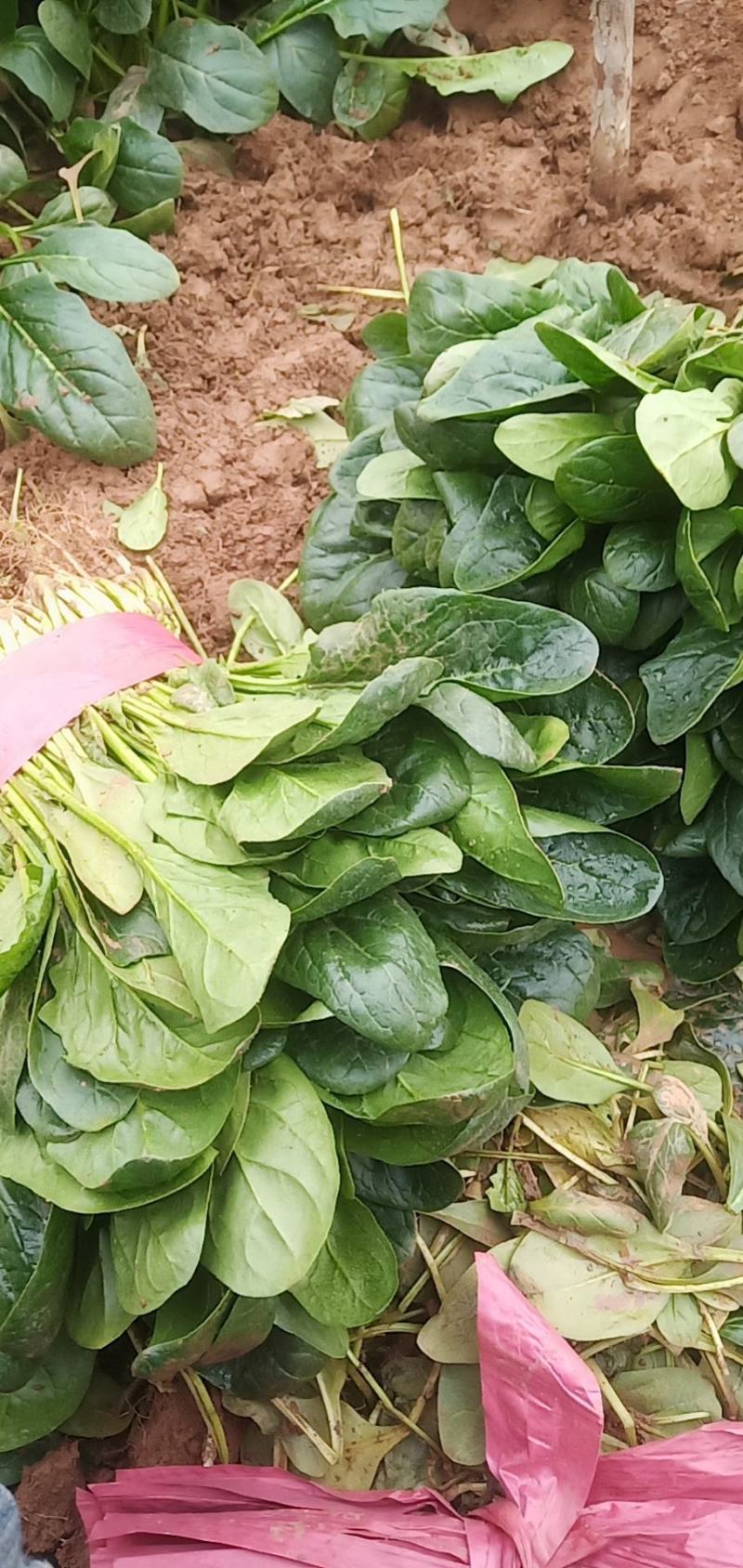 邯郸永年高杆菠菜上市了