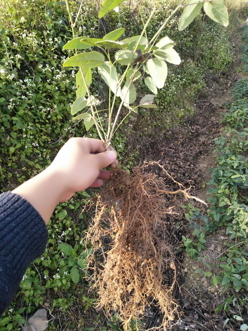 八月瓜苗优质紫色果