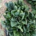 精品大棚大叶菠菜大量上市，质优价廉，产地批发，价格便宜