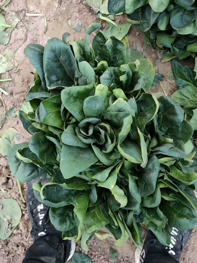 精品大棚大叶菠菜大量上市，质优价廉，产地批发，价格便宜