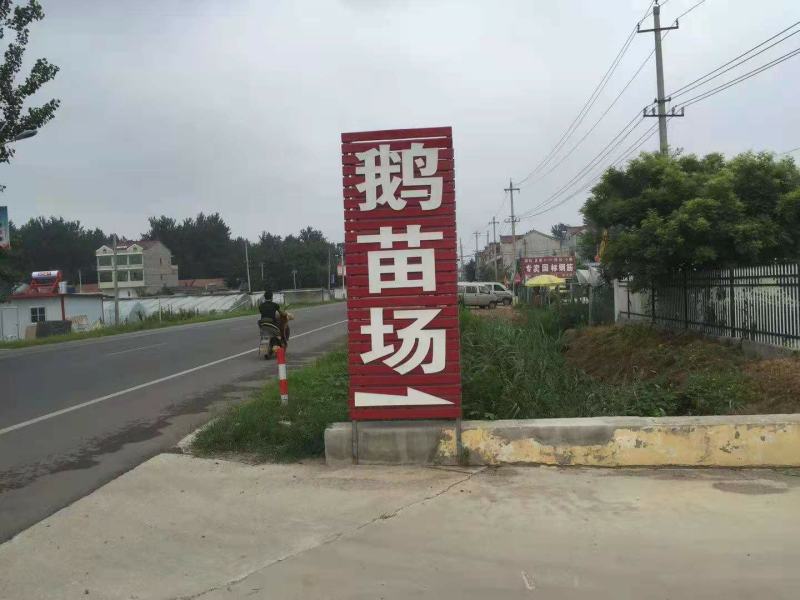 鹅苗活体包邮正宗泰州大白鹅支持全国发货包路途损伤