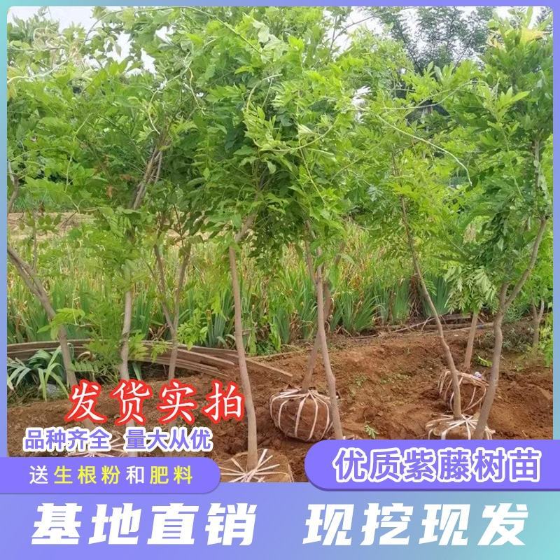 四季开花多花苗紫藤树苗爬藤植物攀援庭院围墙蔓藤紫藤苗