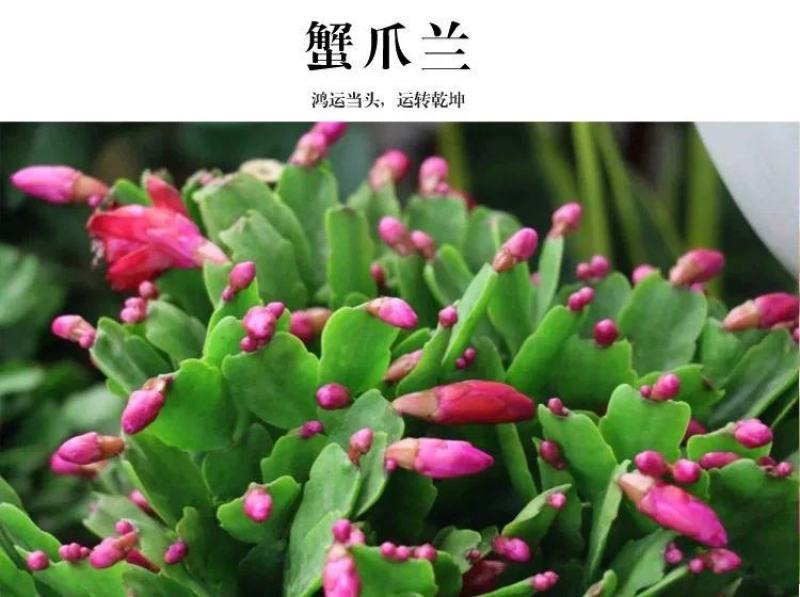 嫁接蟹爪兰花盆栽带花苞多色花卉植物室内四季开花蟹爪兰