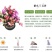 嫁接蟹爪兰花盆栽带花苞多色花卉植物室内四季开花蟹爪兰