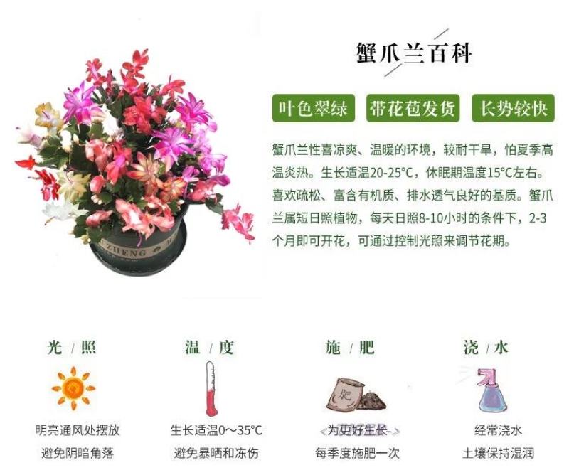嫁接蟹爪兰花盆栽带花苞多色花卉植物室内四季开花蟹爪兰