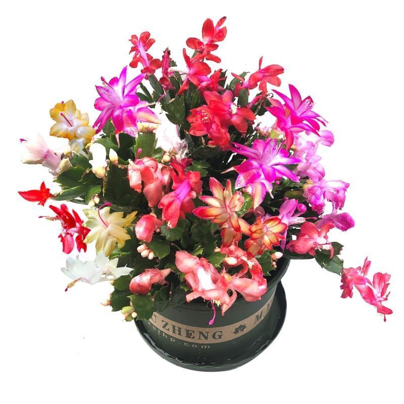 嫁接蟹爪兰花盆栽带花苞多色花卉植物室内四季开花蟹爪兰