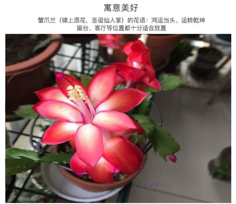 嫁接蟹爪兰花盆栽带花苞多色花卉植物室内四季开花蟹爪兰