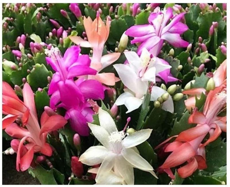 嫁接蟹爪兰花盆栽带花苞多色花卉植物室内四季开花蟹爪兰