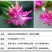 嫁接蟹爪兰花盆栽带花苞多色花卉植物室内四季开花蟹爪兰
