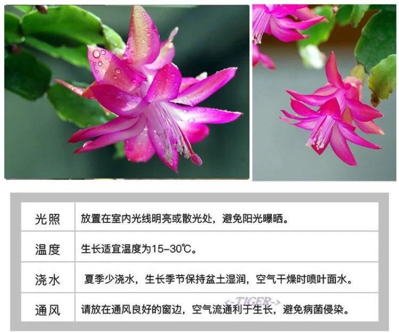 嫁接蟹爪兰花盆栽带花苞多色花卉植物室内四季开花蟹爪兰