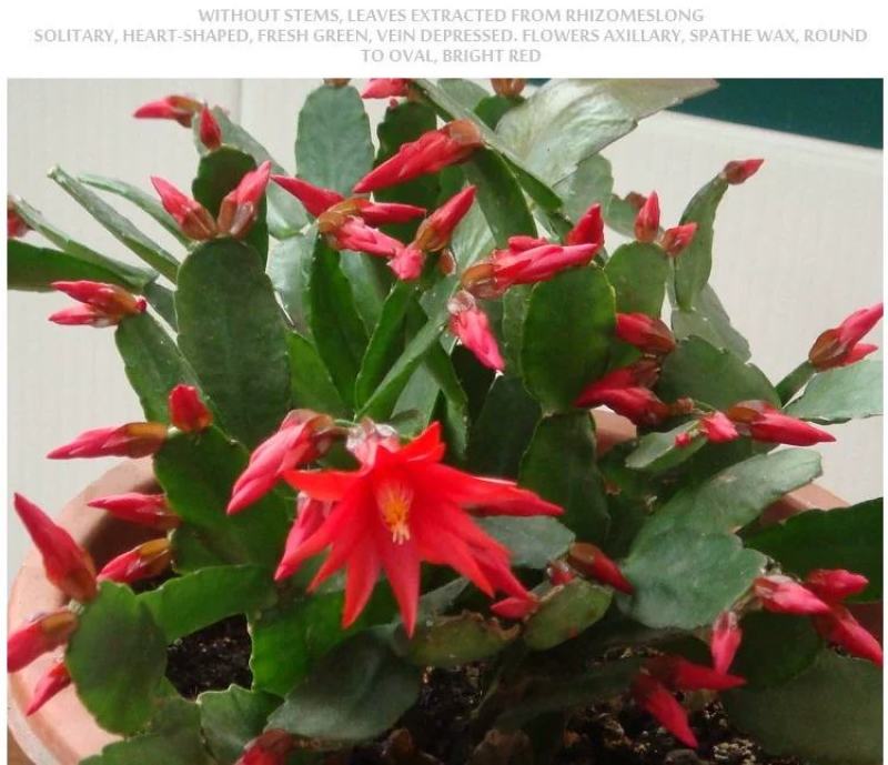 嫁接蟹爪兰花盆栽带花苞多色花卉植物室内四季开花蟹爪兰