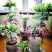 嫁接蟹爪兰花盆栽带花苞多色花卉植物室内四季开花蟹爪兰
