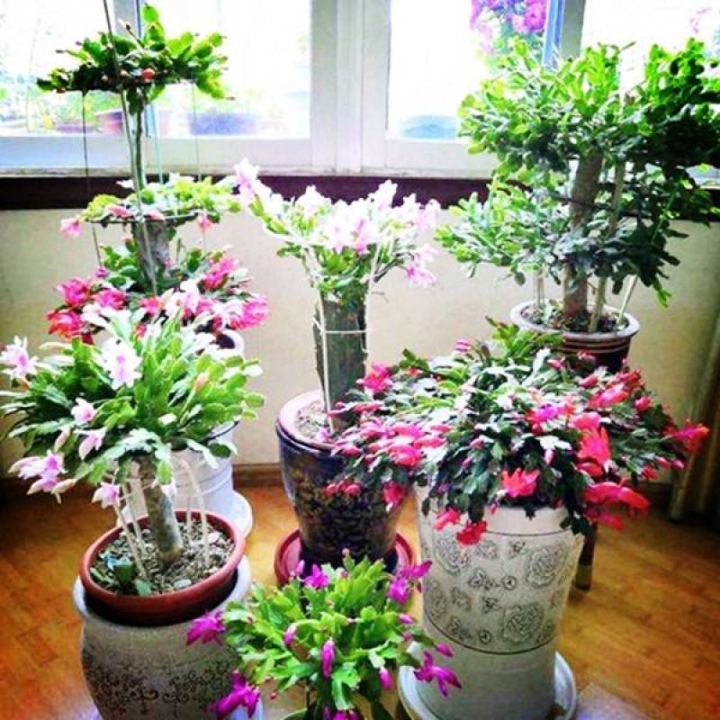 嫁接蟹爪兰花盆栽带花苞多色花卉植物室内四季开花蟹爪兰
