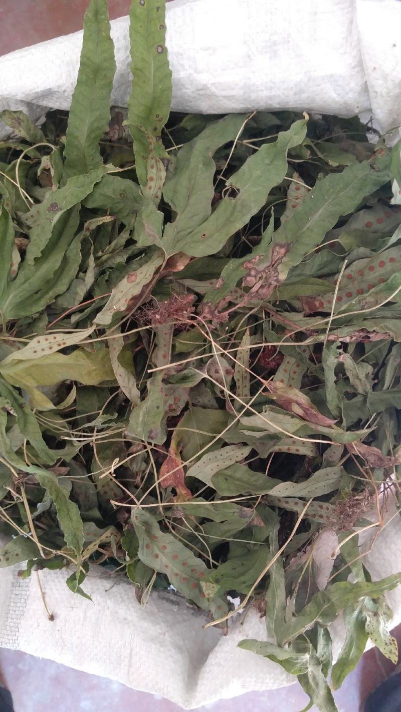 金鸡脚，别称鸭脚草、鸭跖草、金鸡爪，纯野生，色青足干货